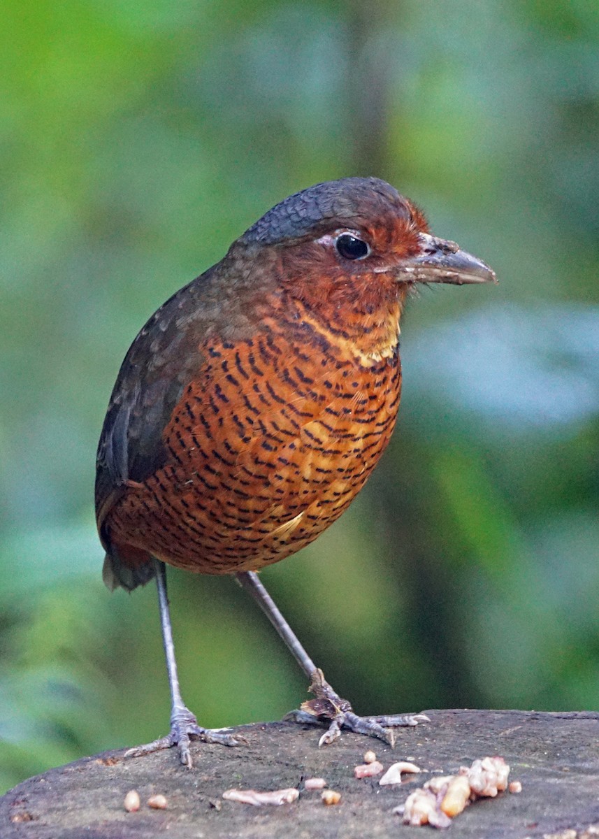 Giant Antpitta - Michael Smith