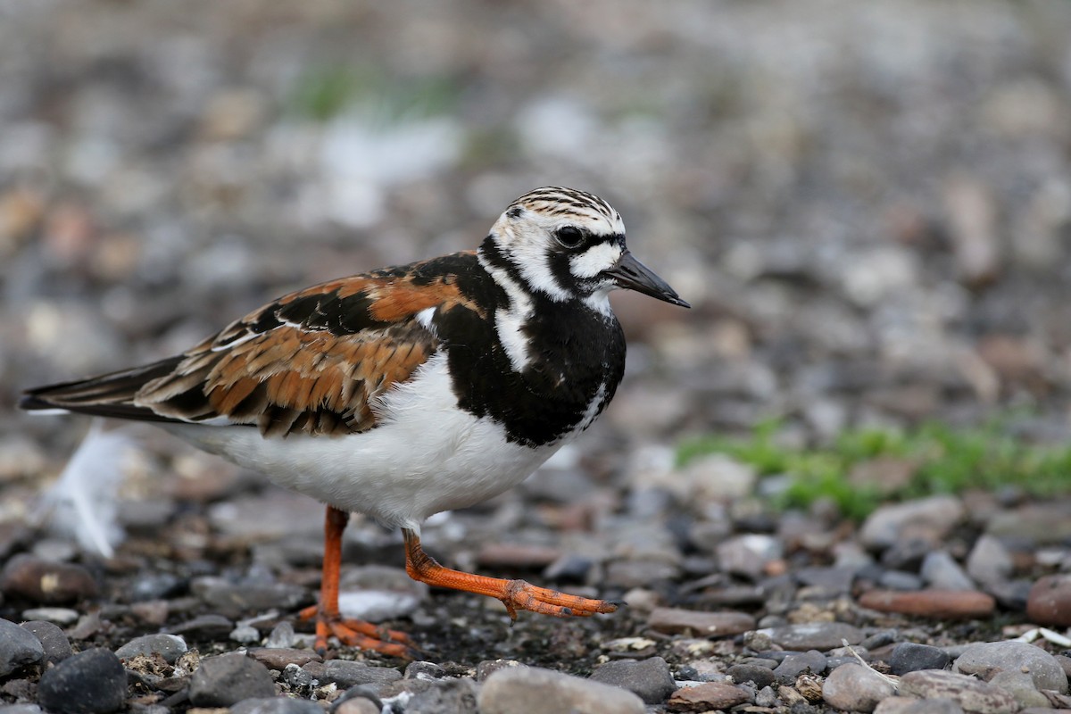 Ruddy Turnstone - Jay McGowan