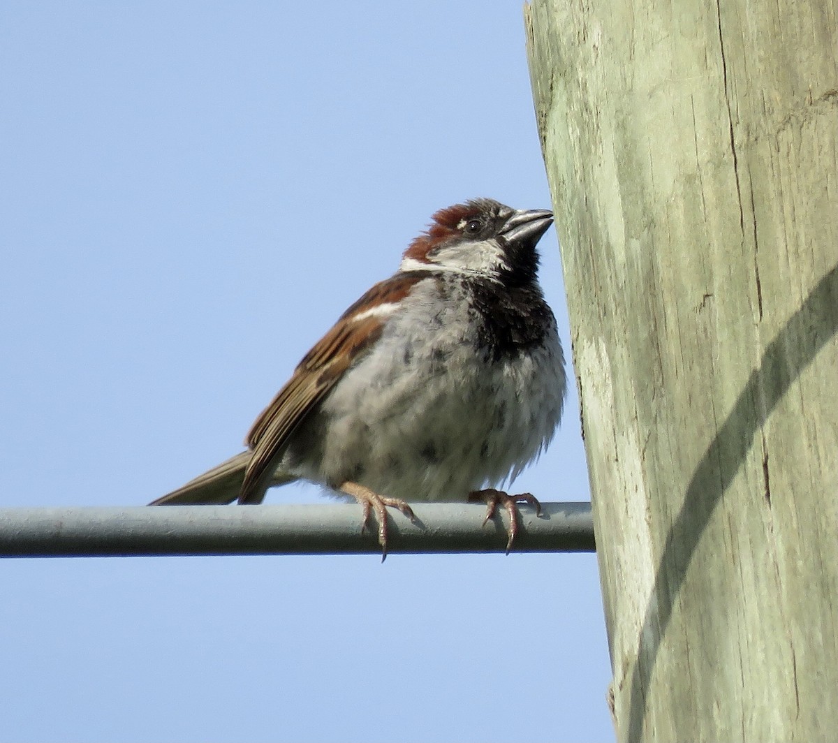 House Sparrow - ML452548101