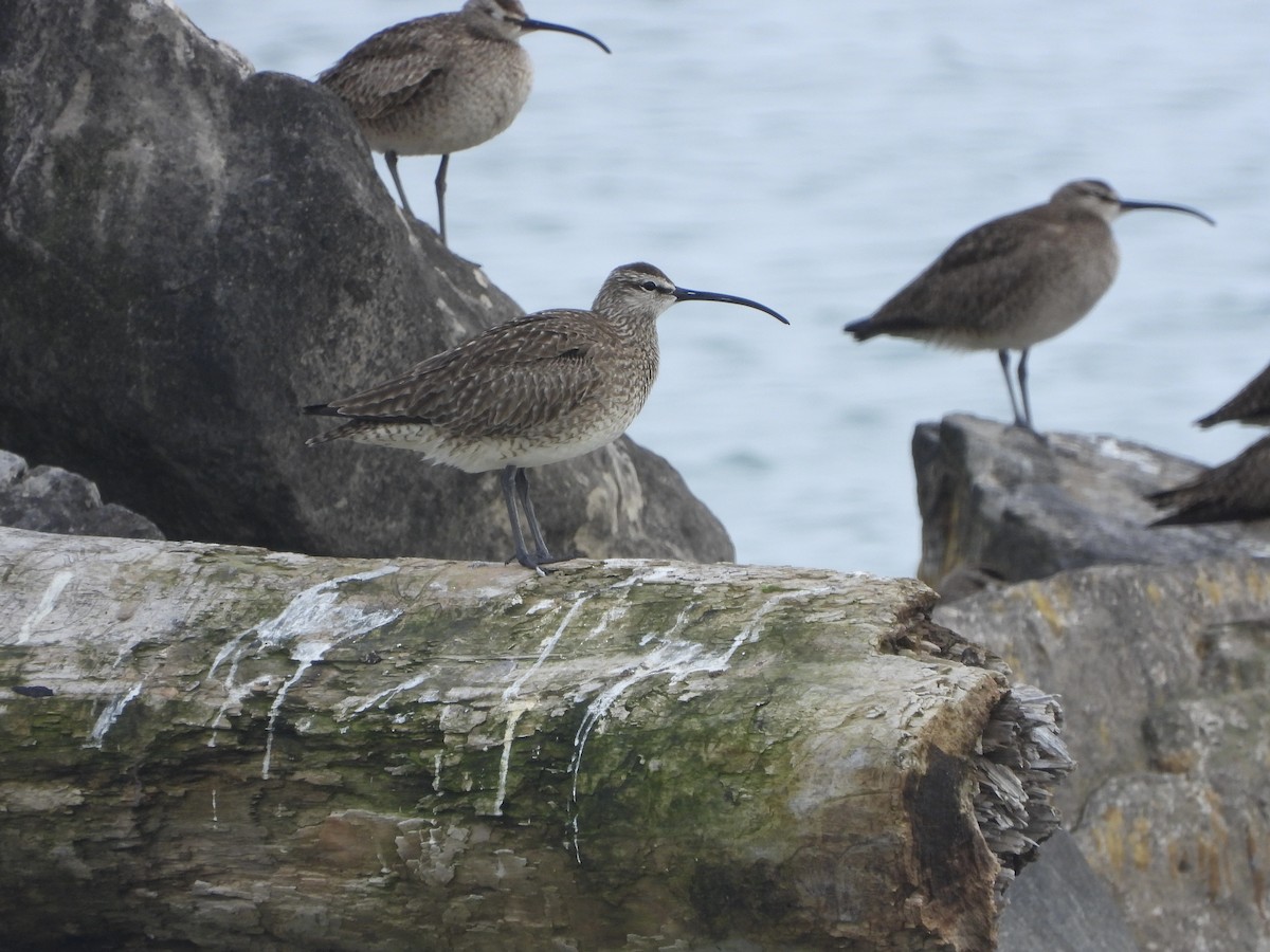 Hudsonian Whimbrel - ML452548471