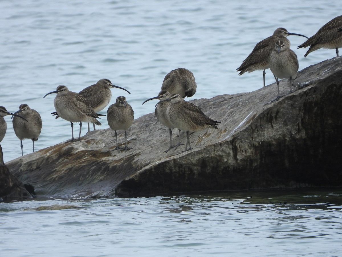 Hudsonian Whimbrel - ML452548801