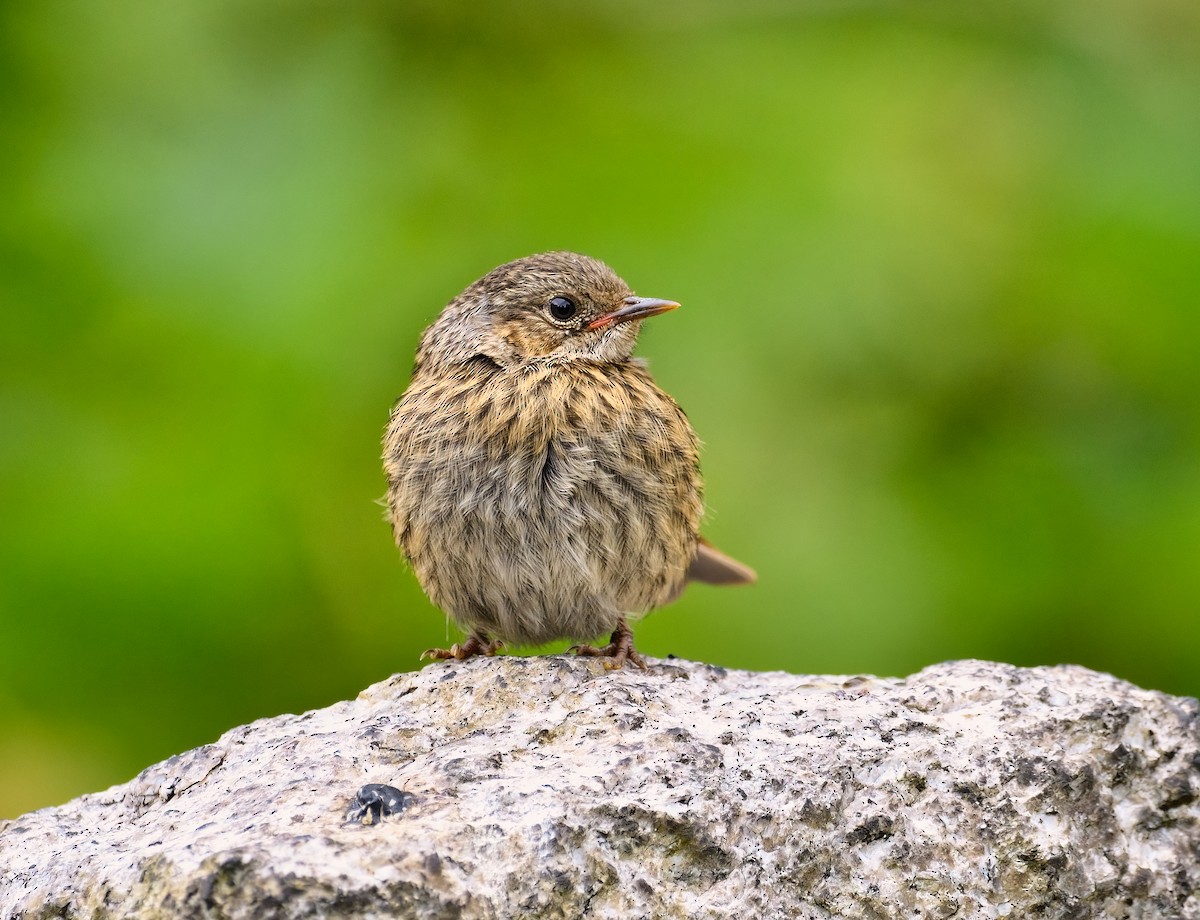 Dunnock - ML452549181