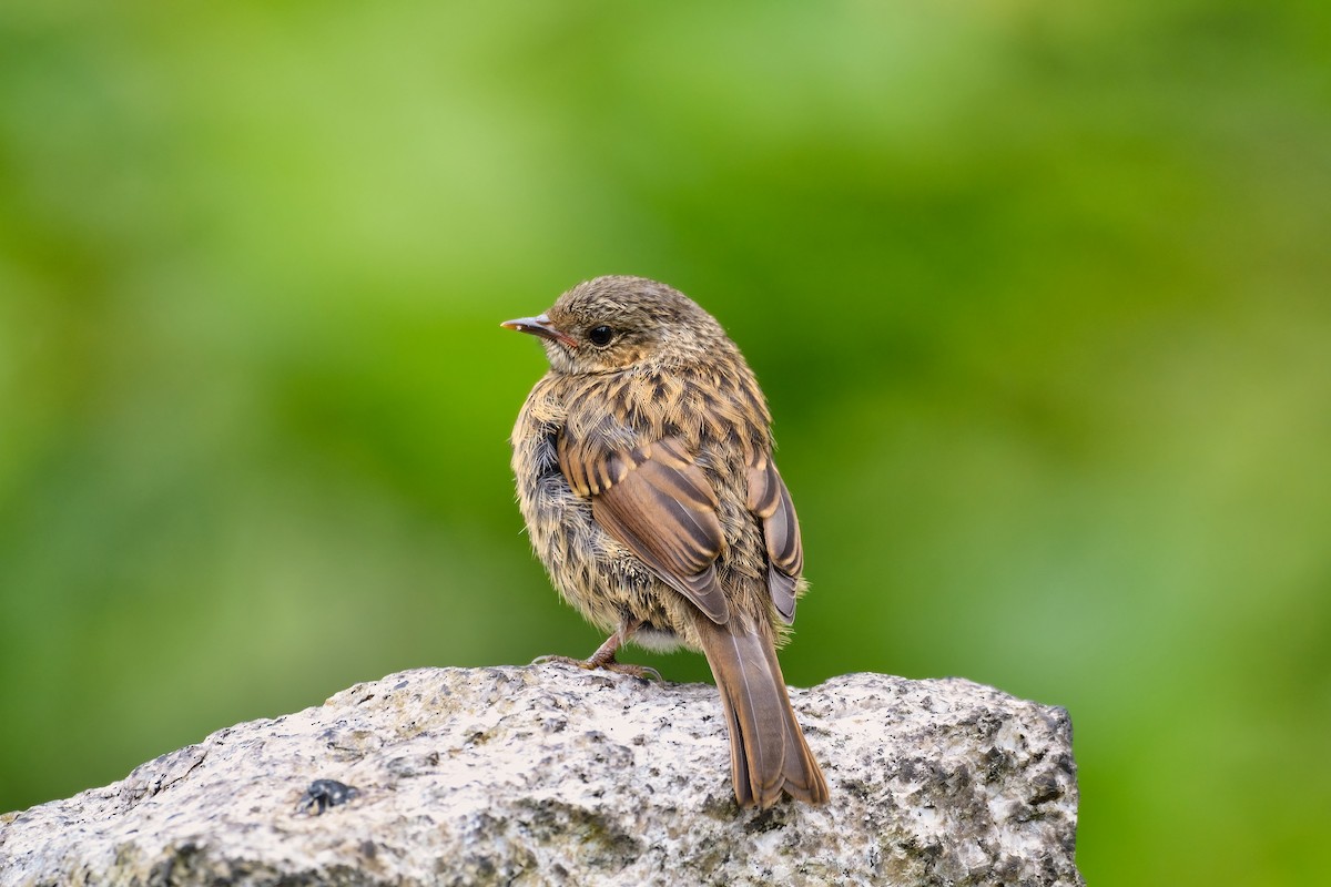 Dunnock - ML452549201