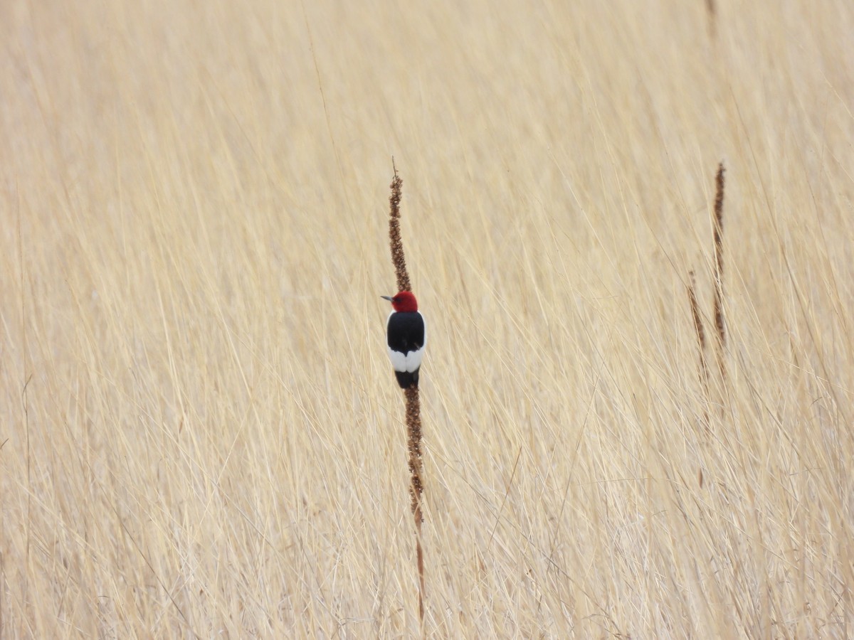 Red-headed Woodpecker - ML452549391