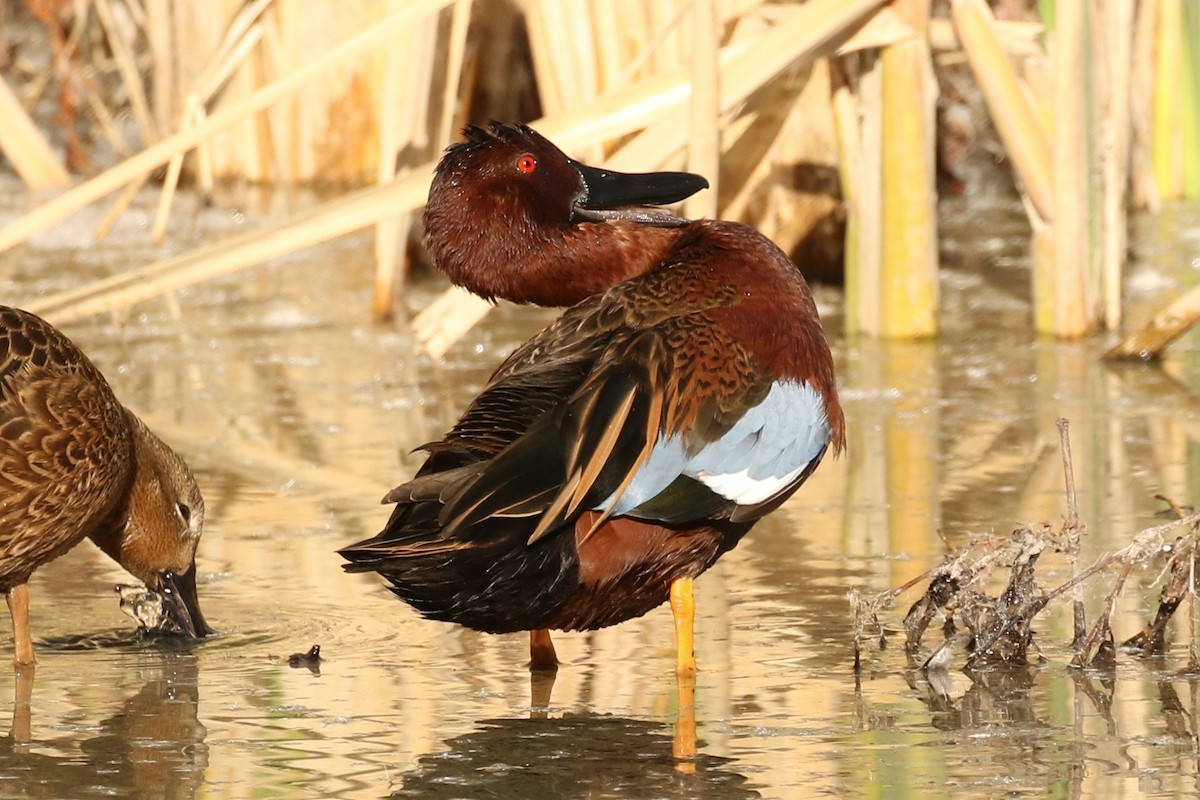 Cinnamon Teal - ML45254941