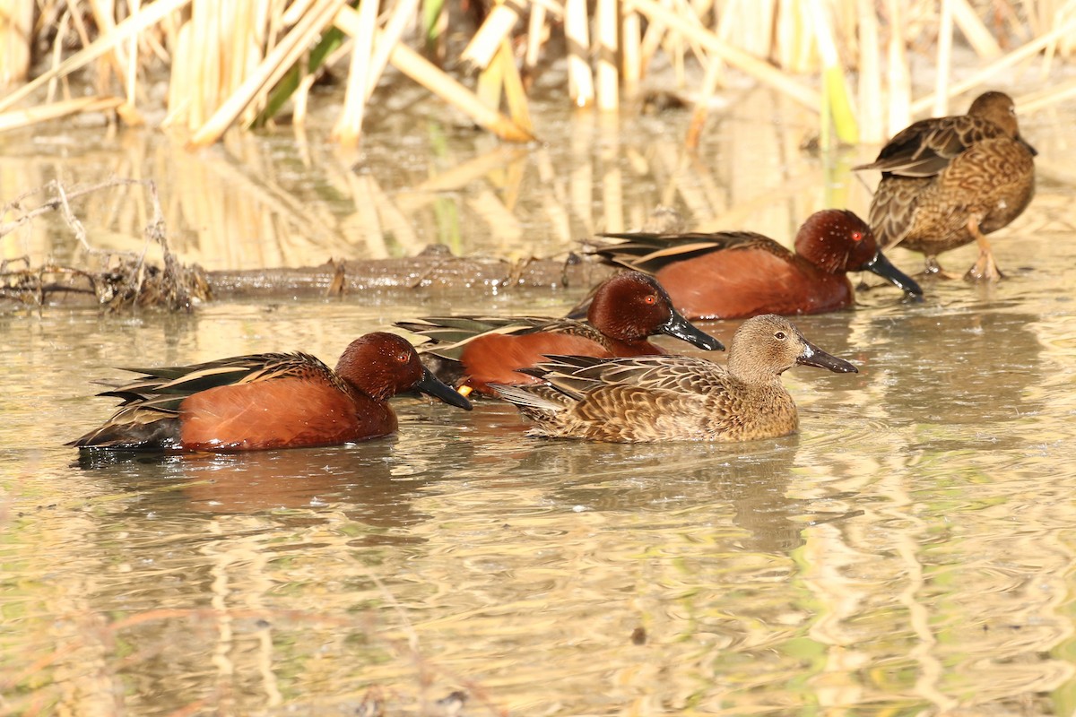 Cinnamon Teal - ML45254951