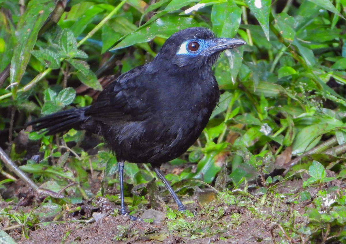 Hormiguero de Zeledón - ML452550211