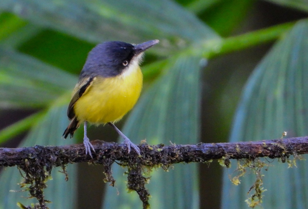 Common Tody-Flycatcher - ML452550411