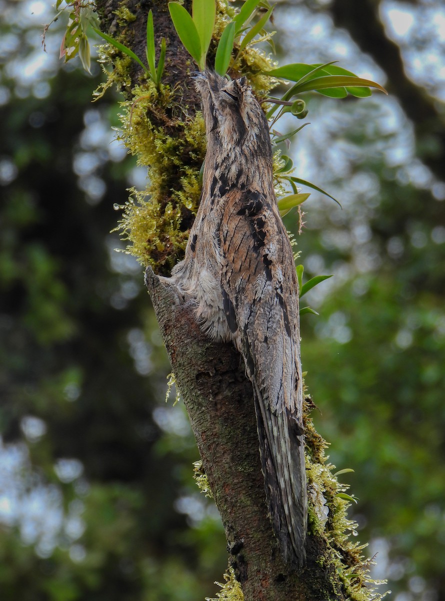 Common Potoo - carlos vasquez