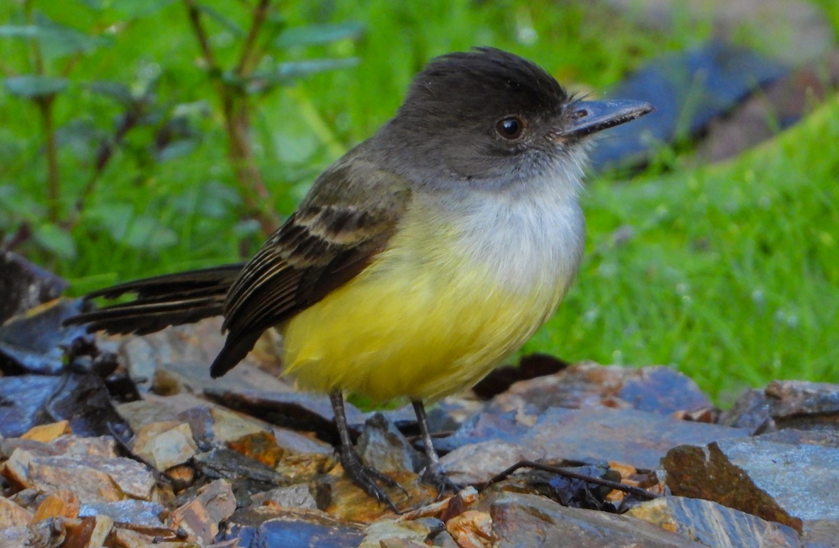 Dusky-capped Flycatcher - ML452550981