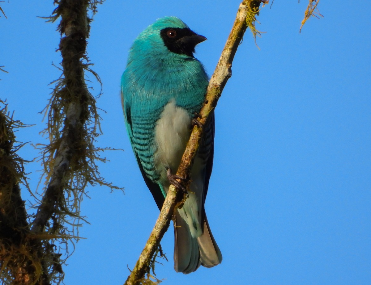 Tangara Golondrina - ML452551571