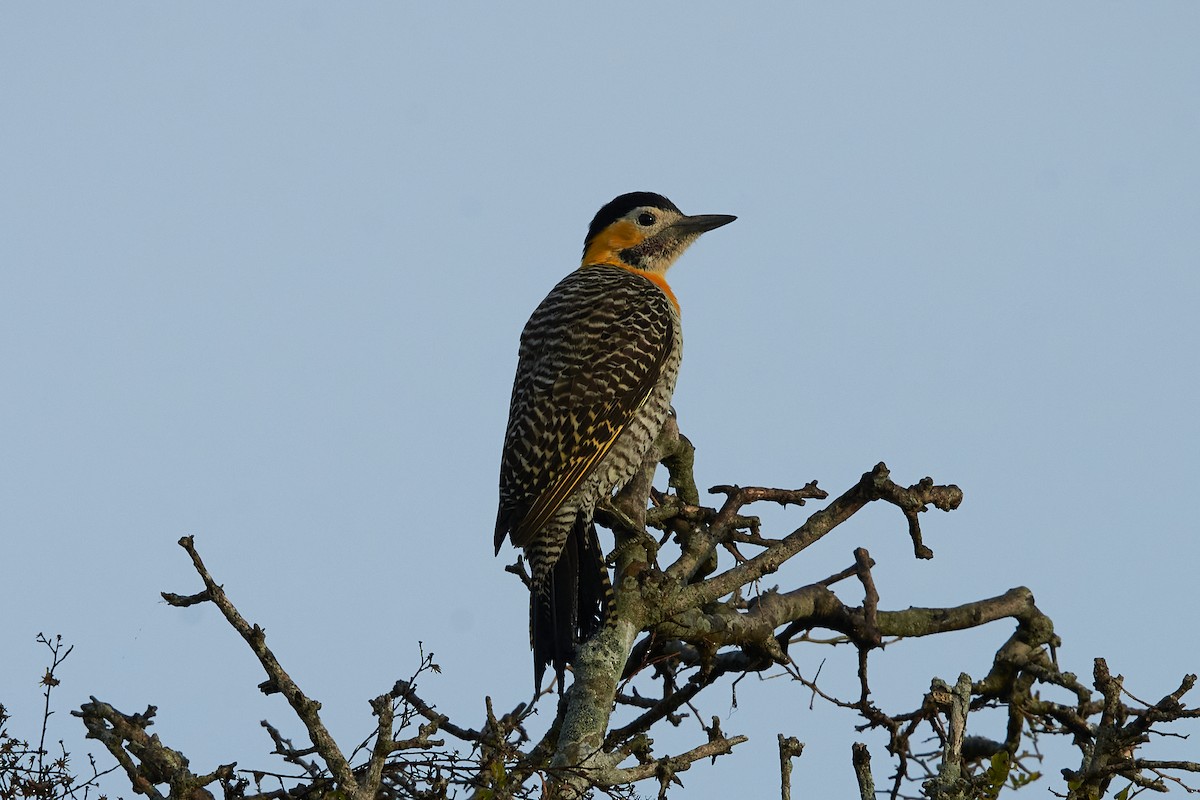 Campo Flicker - Milena Llopis