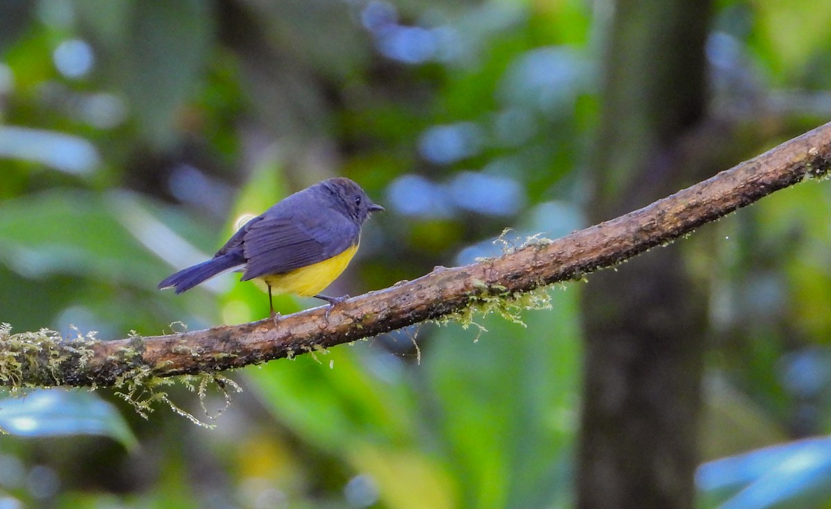 Slate-throated Redstart - ML452551891