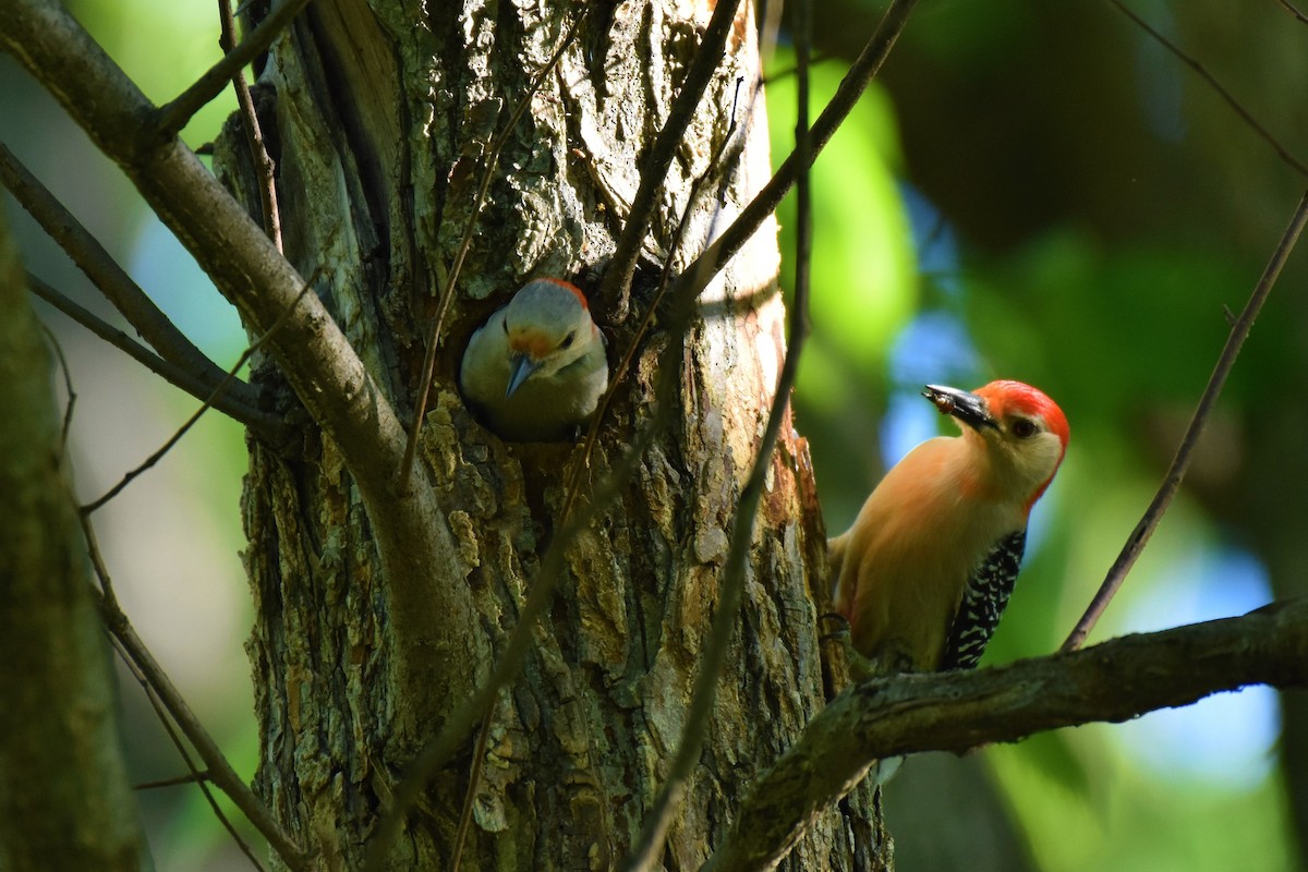 Red-bellied Woodpecker - Tom M