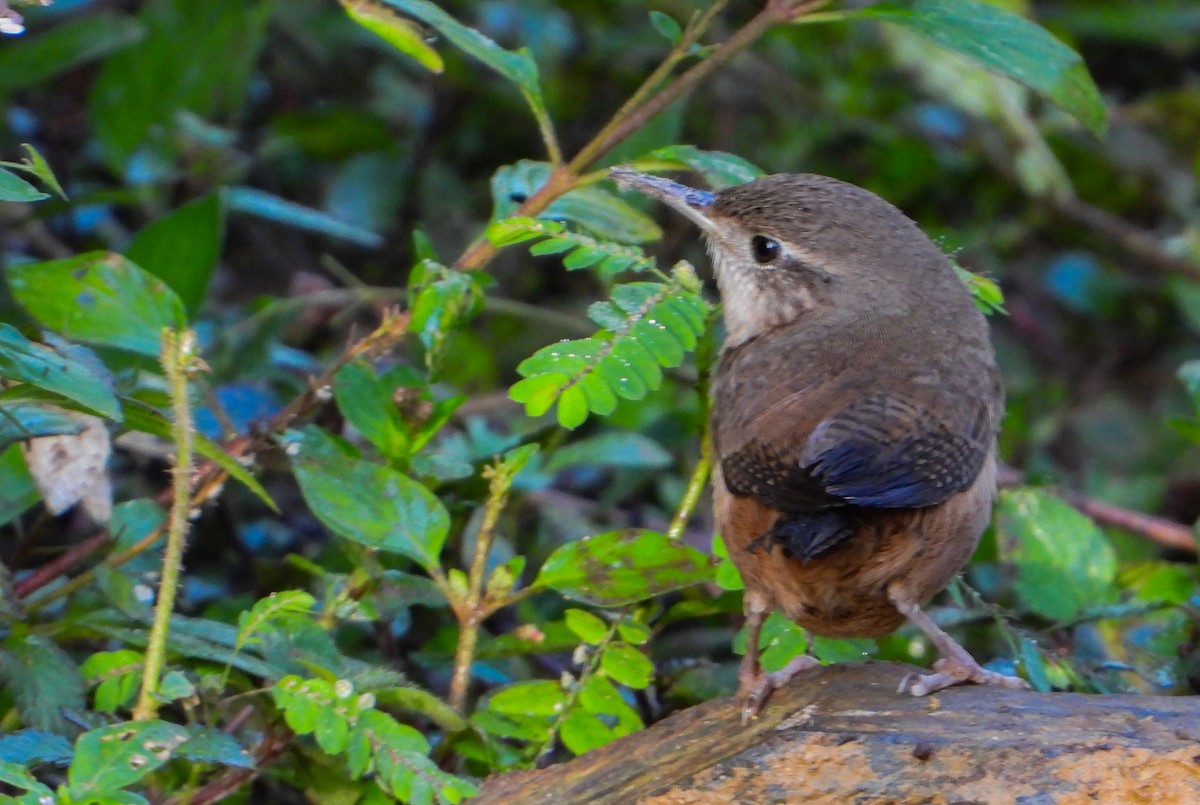 House Wren - ML452552251