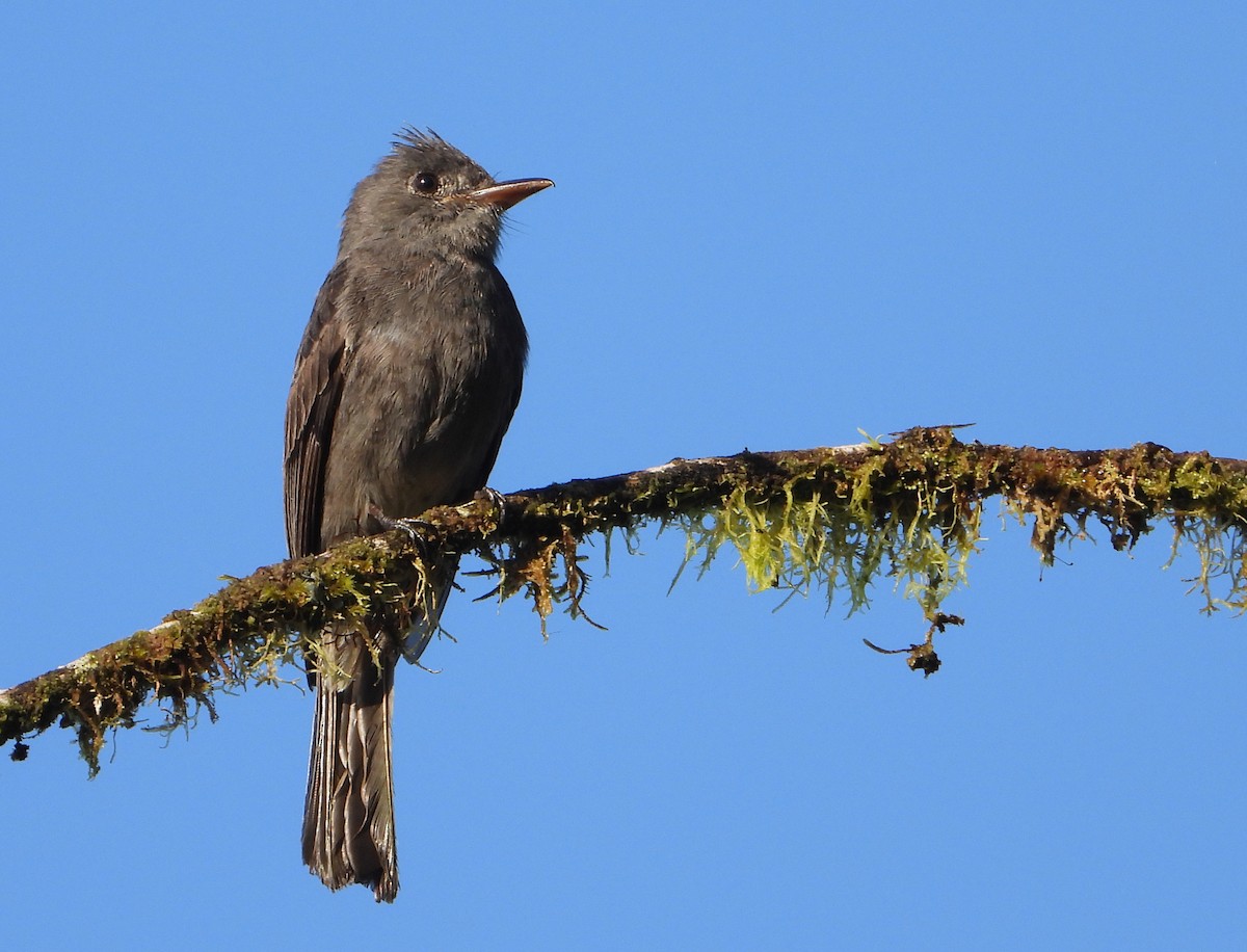 Smoke-colored Pewee - ML452552351