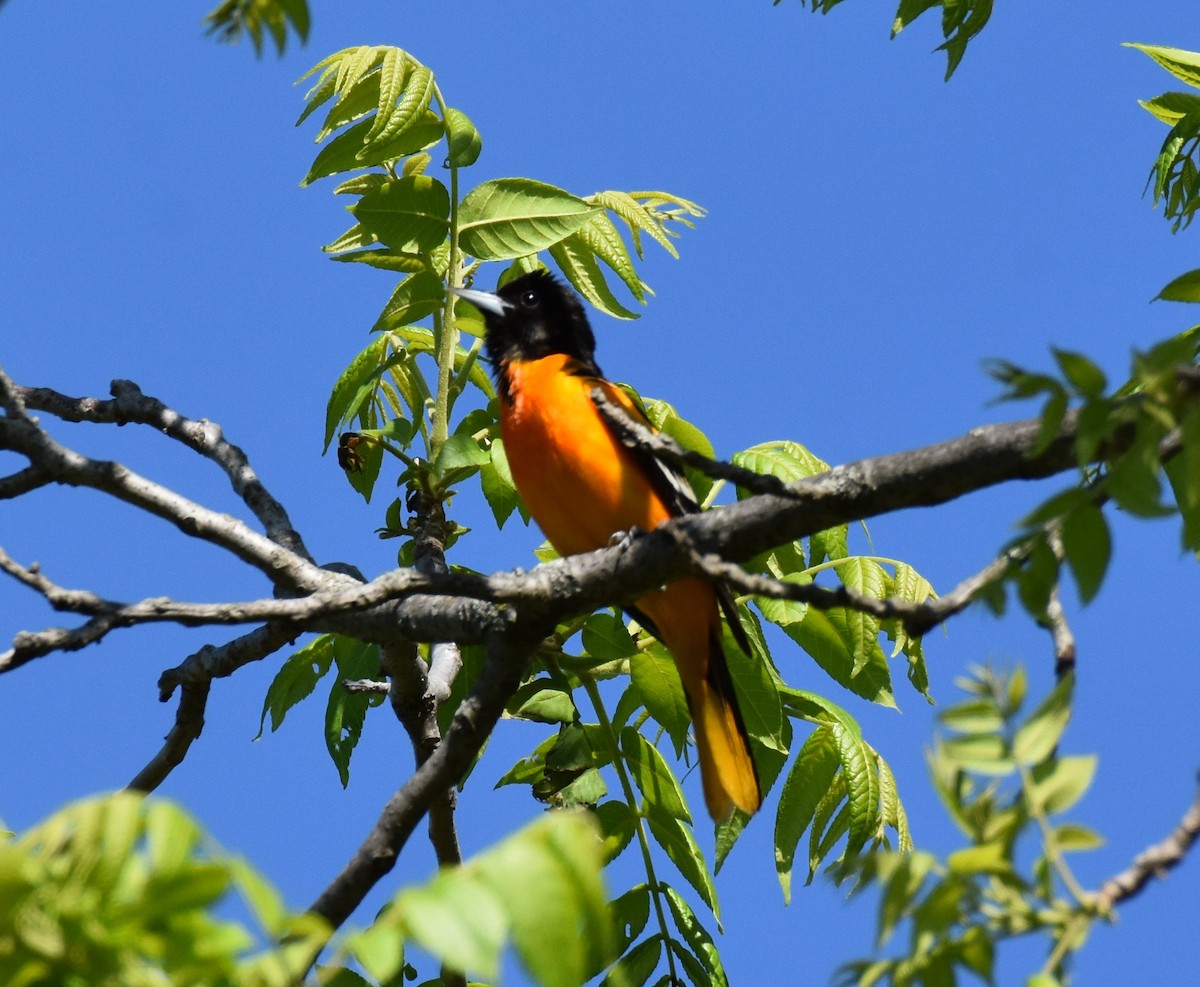 Baltimore Oriole - ML452552811