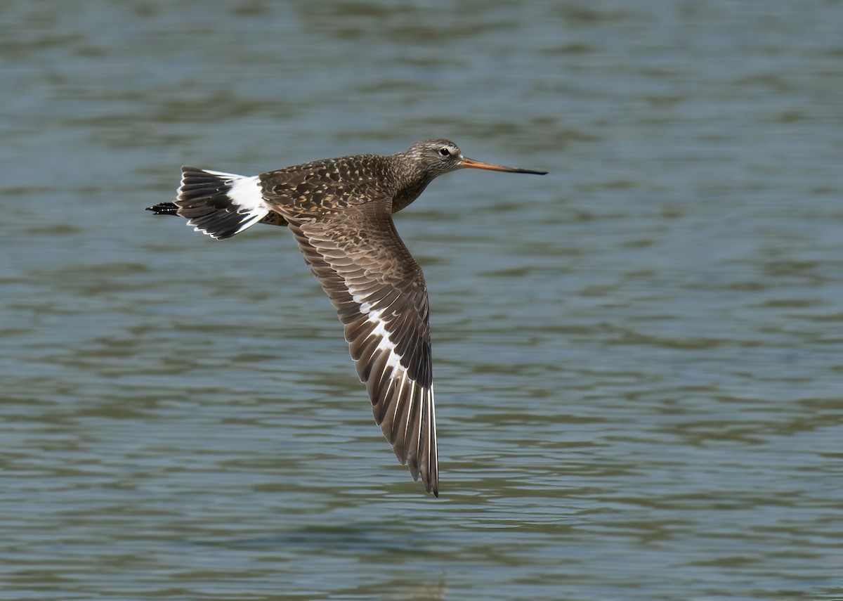 Hudsonian Godwit - Jean Bonilla