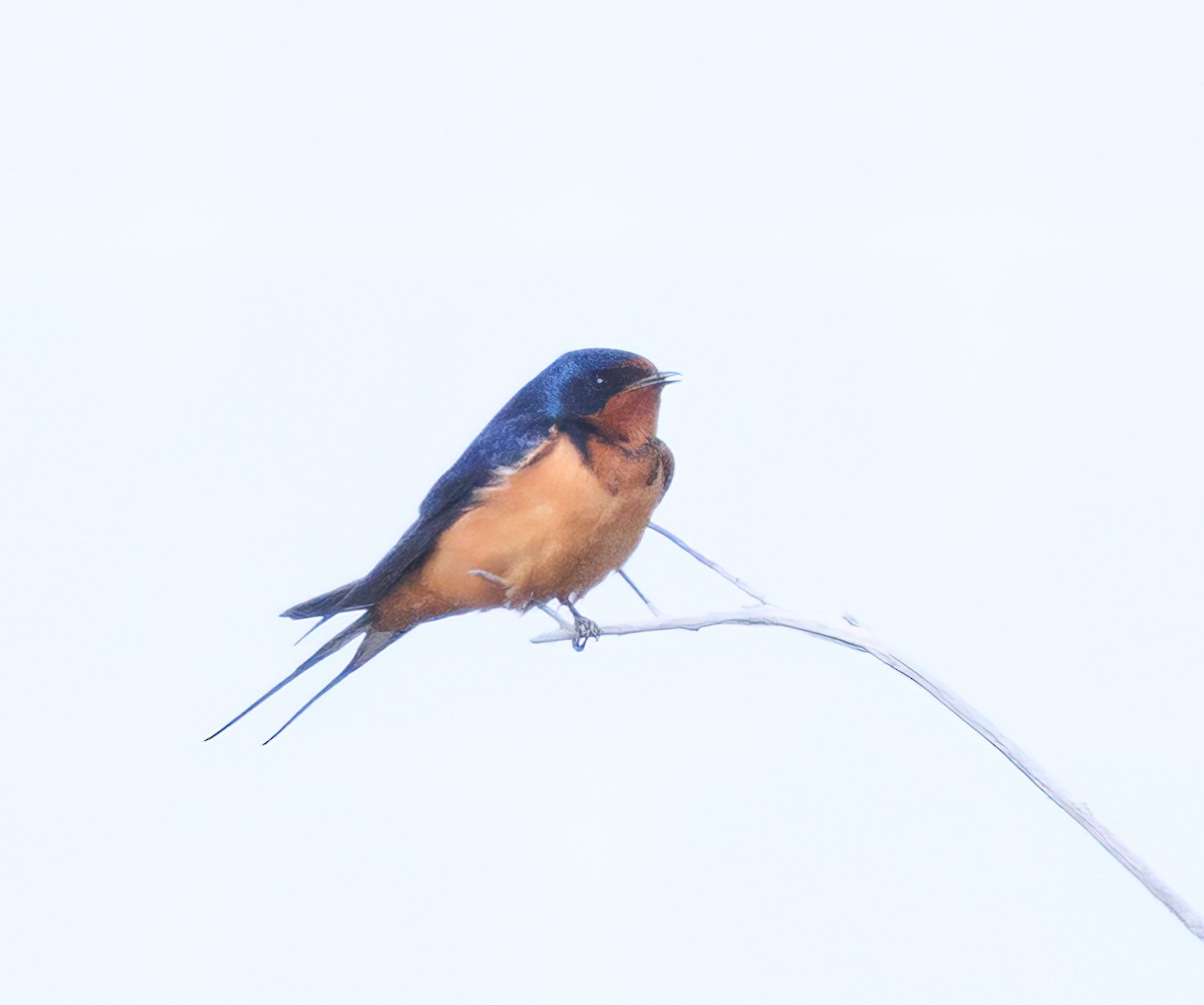 Barn Swallow - Verlee Sanburg