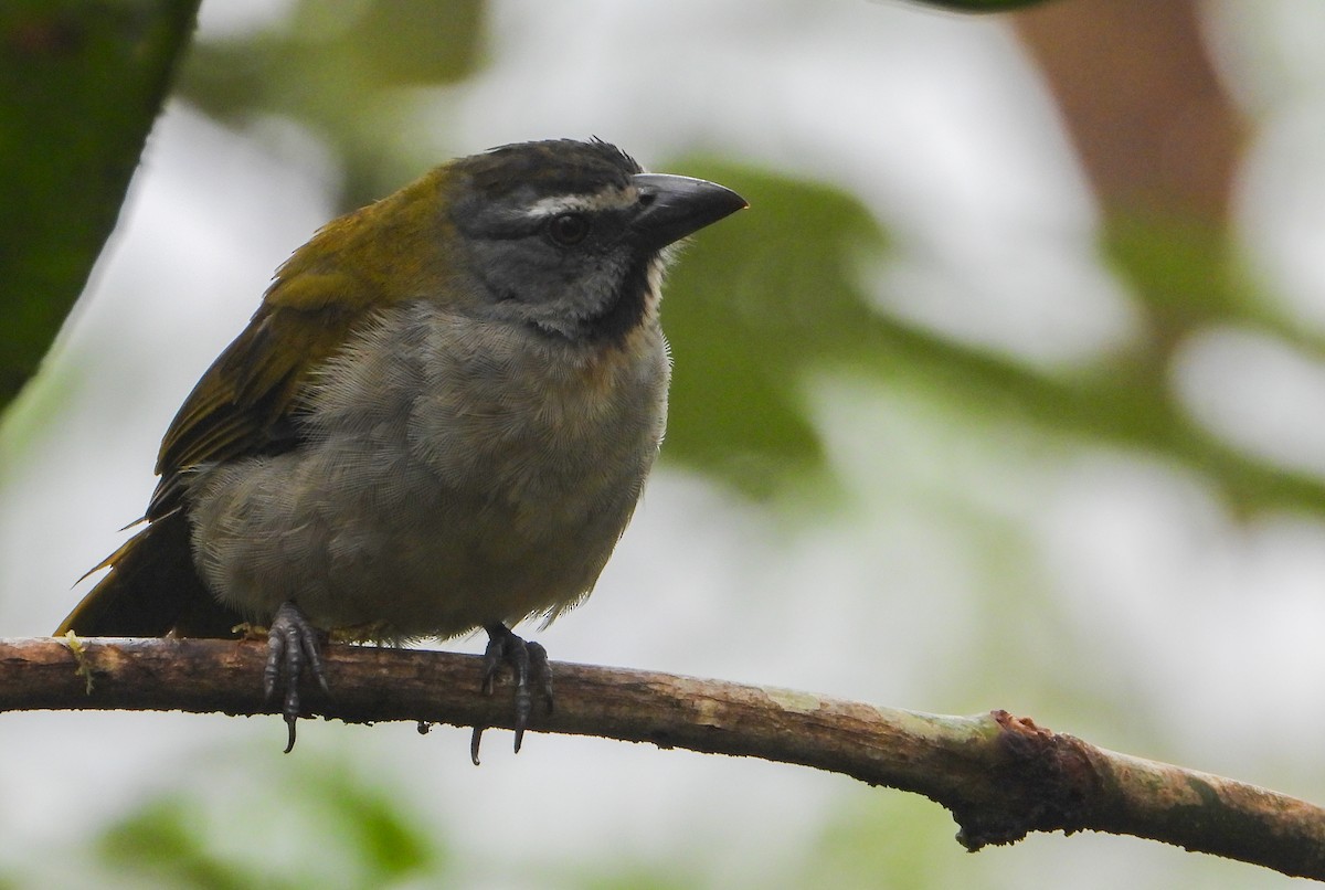 Buff-throated Saltator - ML452553641