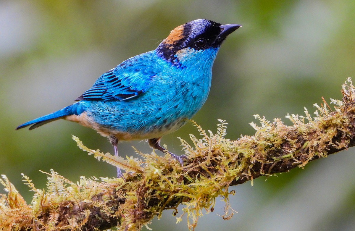 Golden-naped Tanager - ML452553851