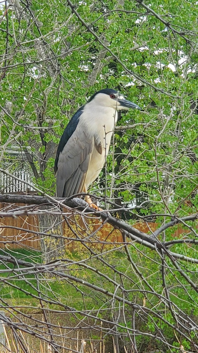 Black-crowned Night Heron - ML452553971