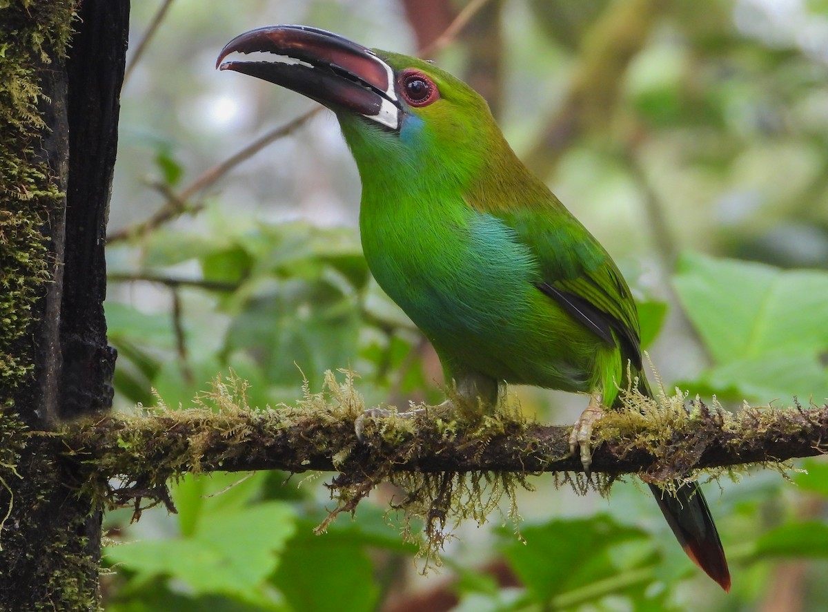 Crimson-rumped Toucanet - ML452553981