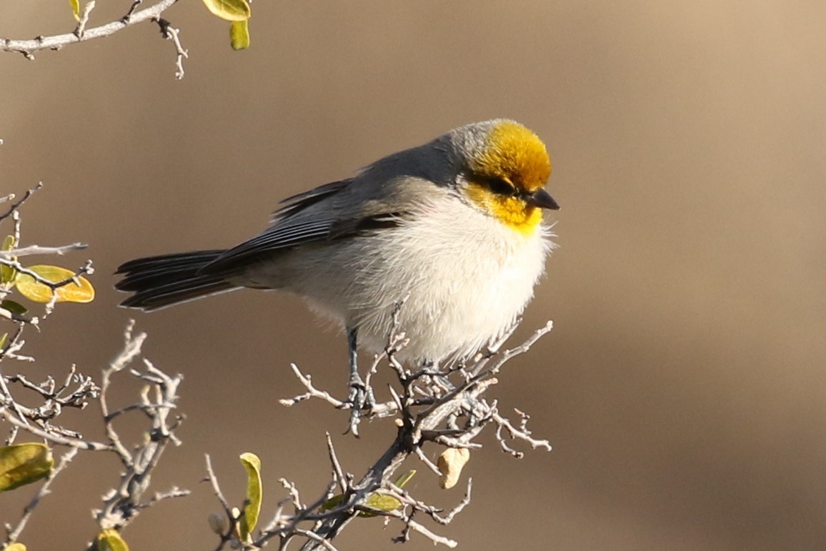 Verdin - Bob Friedrichs