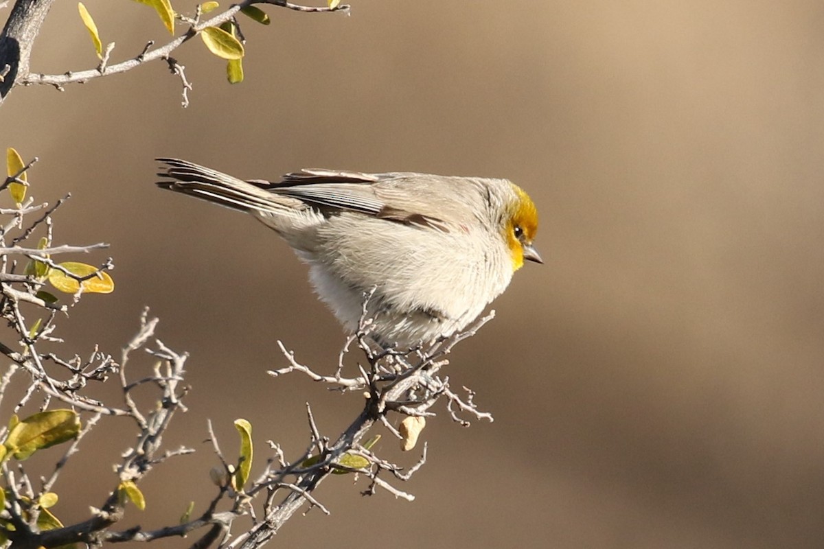 Verdin - Bob Friedrichs