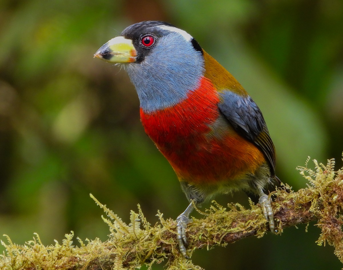 Toucan Barbet - ML452554941