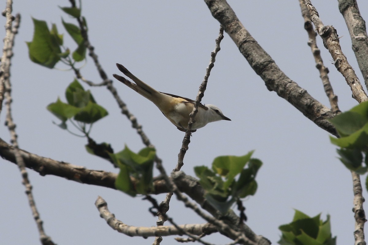 Scissor-tailed Flycatcher - ML452555571