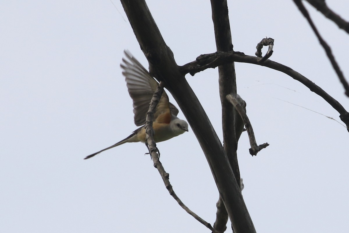 Scissor-tailed Flycatcher - ML452555581