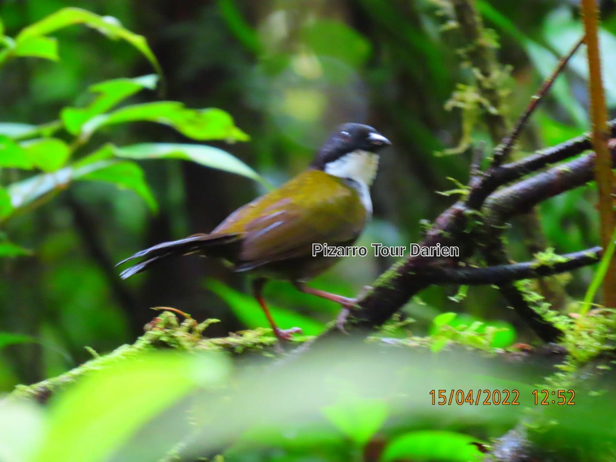 Black-headed Brushfinch - ML452556301