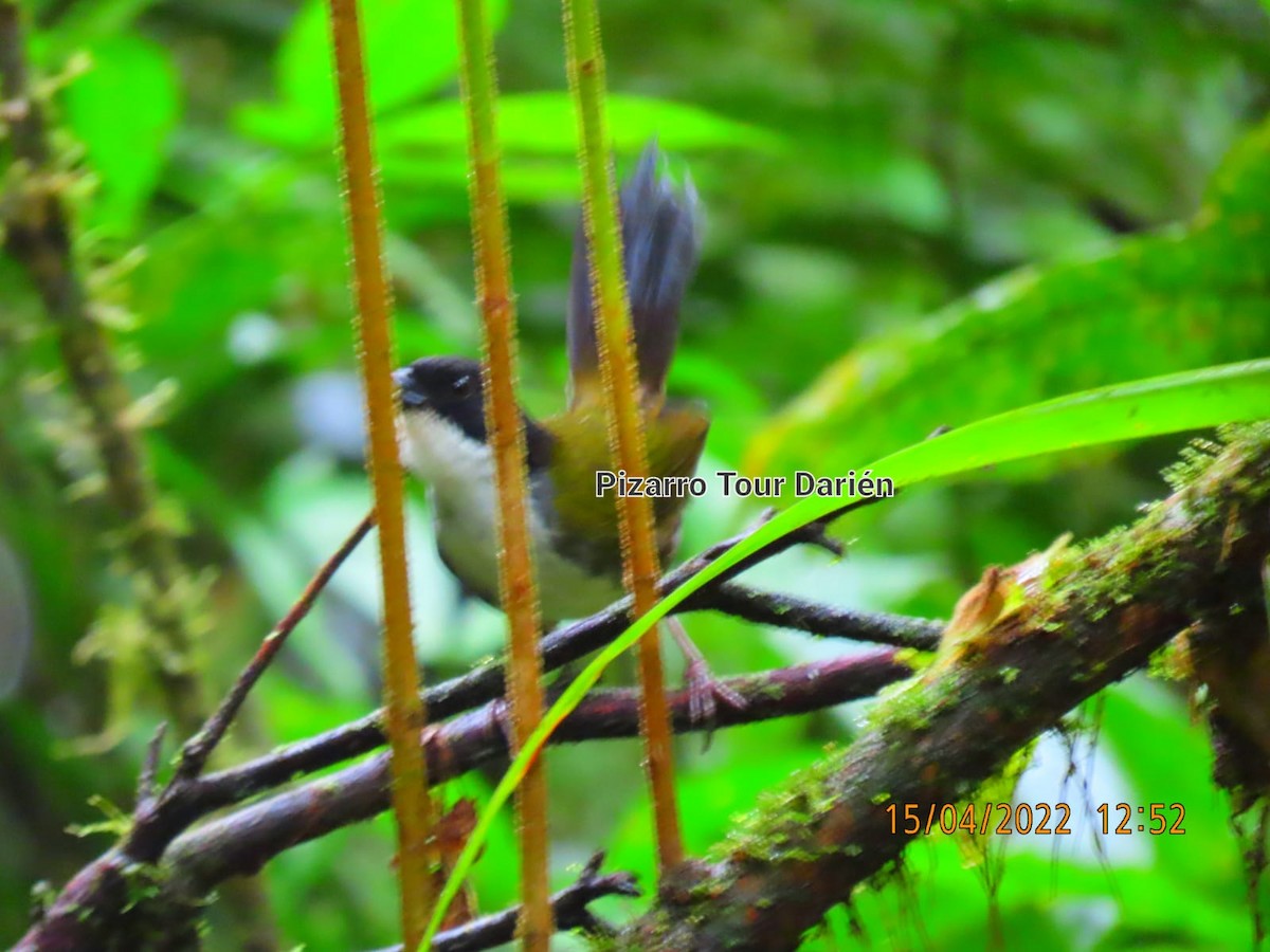Black-headed Brushfinch - ML452556321
