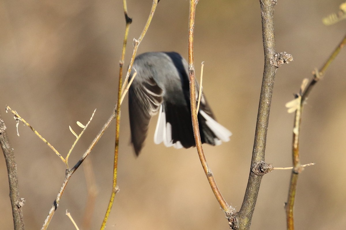 Black-capped Gnatcatcher - ML45255641