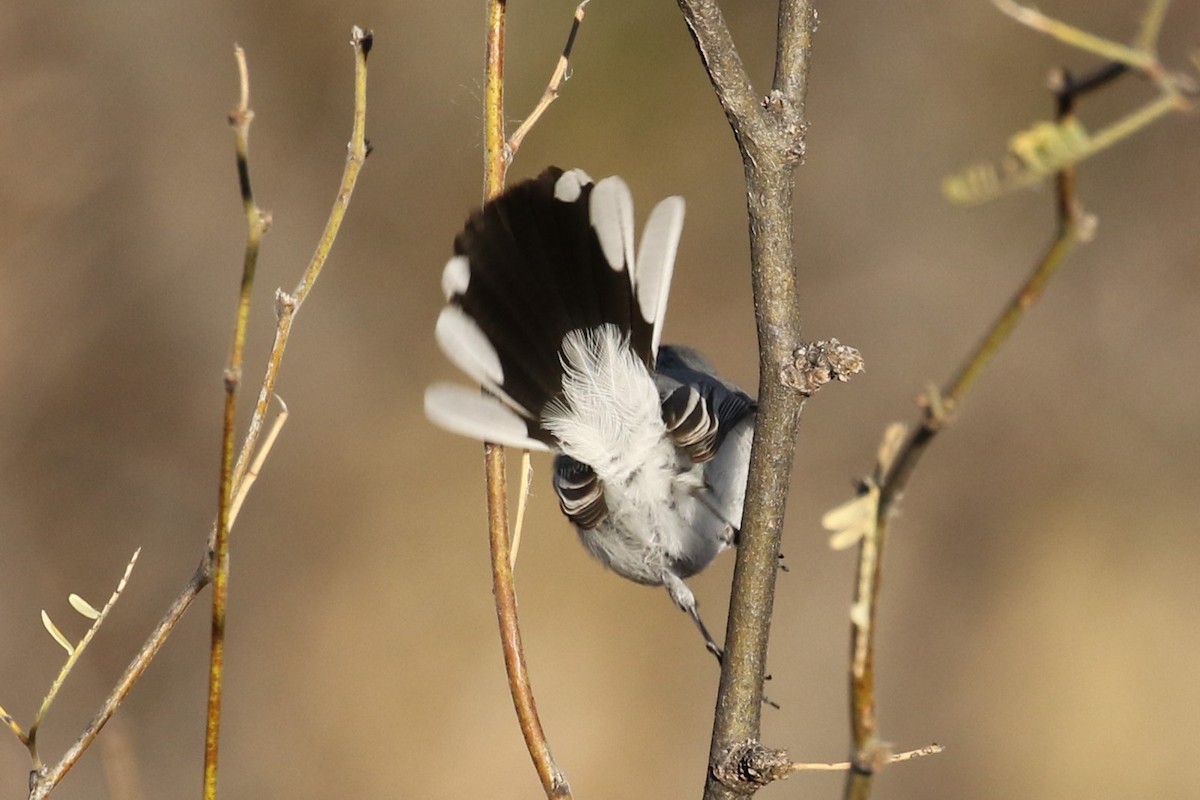 Black-capped Gnatcatcher - ML45255651