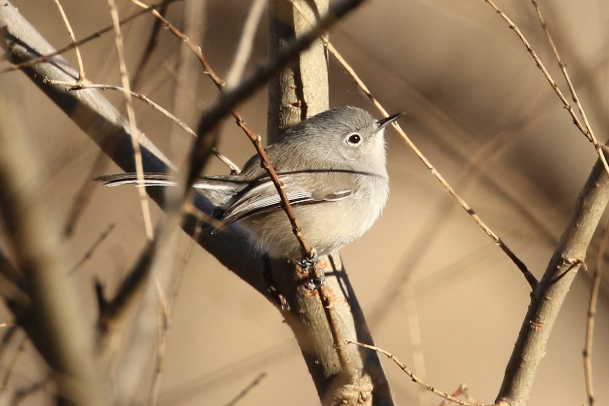 Black-capped Gnatcatcher - Bob Friedrichs