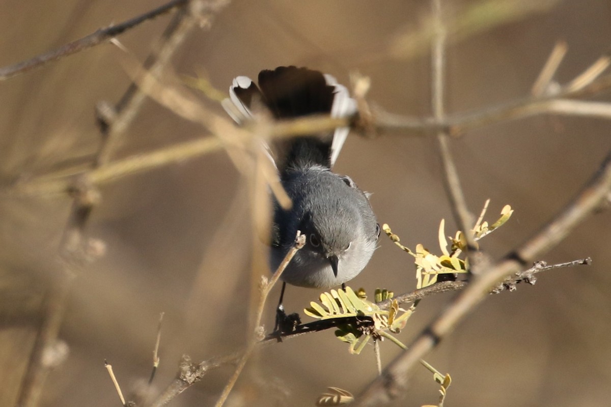 Black-capped Gnatcatcher - Bob Friedrichs