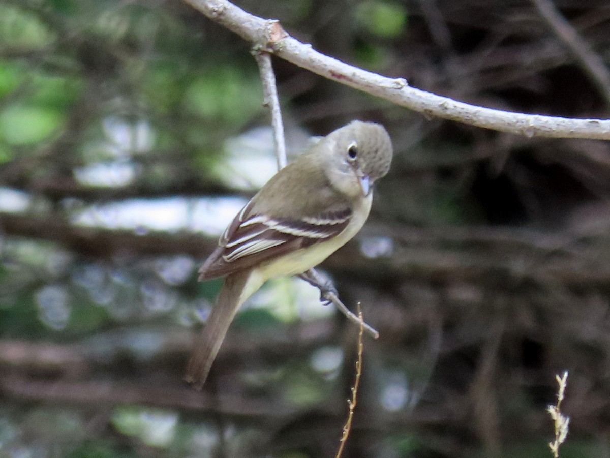 Least Flycatcher - ML452556761