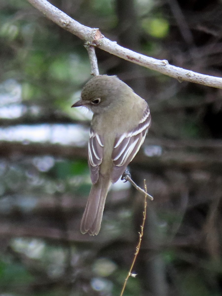 Least Flycatcher - Jon G.