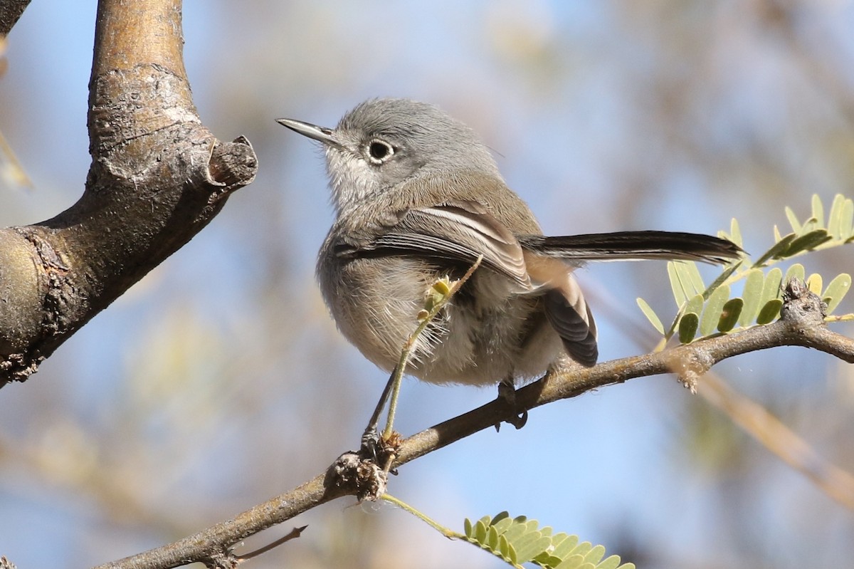 Black-capped Gnatcatcher - ML45255711