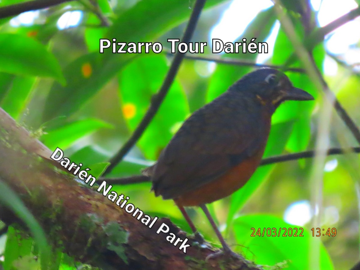 Scaled Antpitta - ML452557591