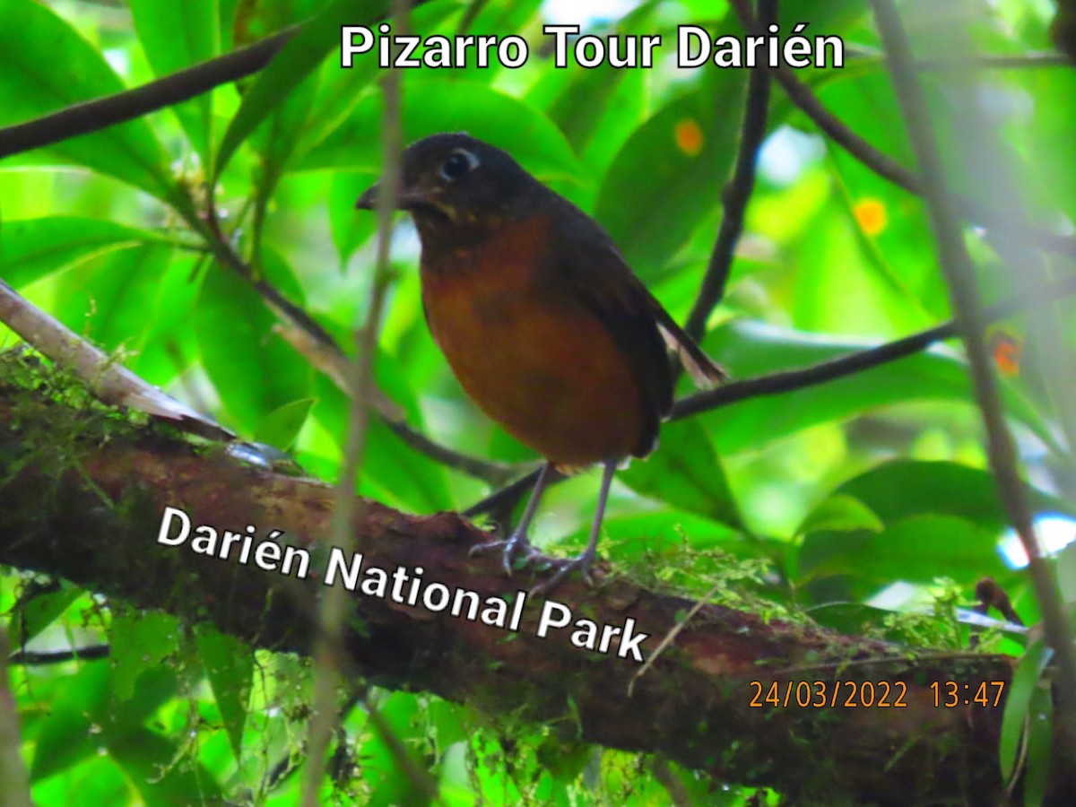 Scaled Antpitta - ML452557621