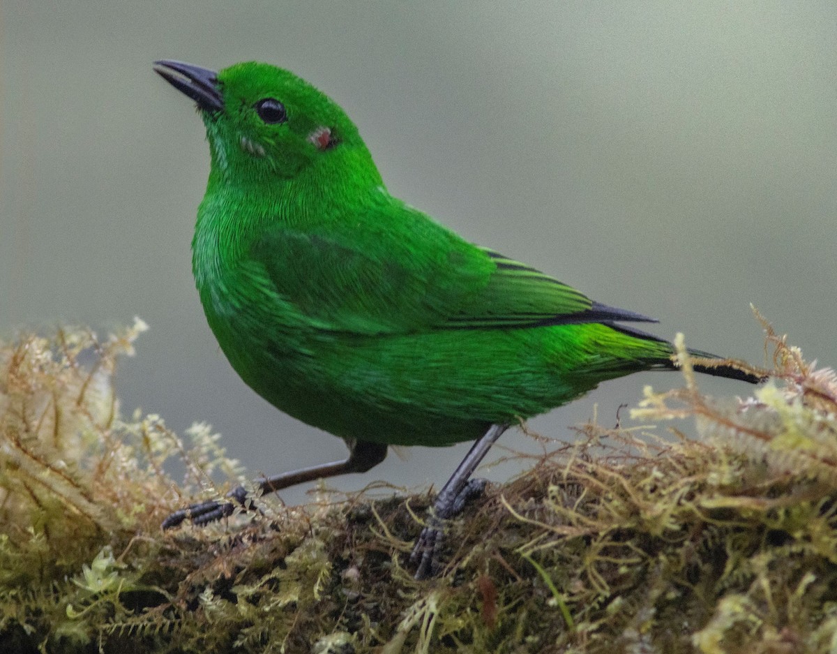 Glistening-green Tanager - ML452557941