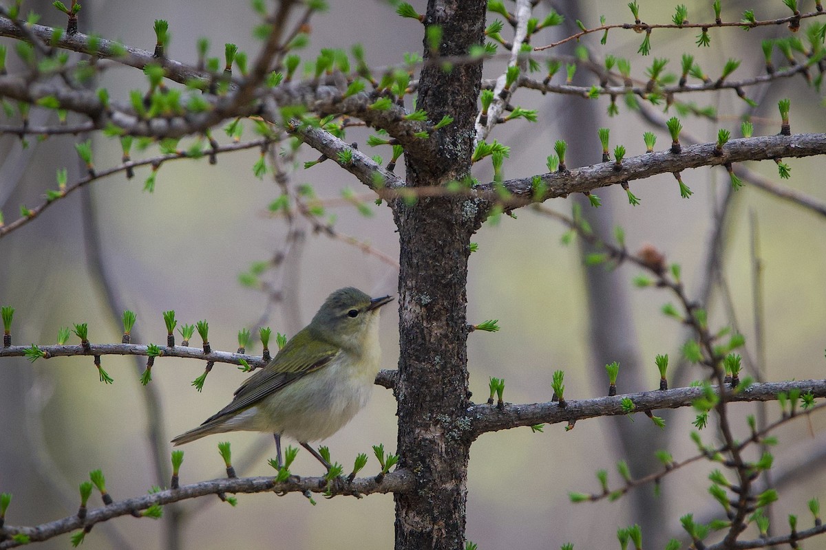 Tennessee Warbler - ML452558291