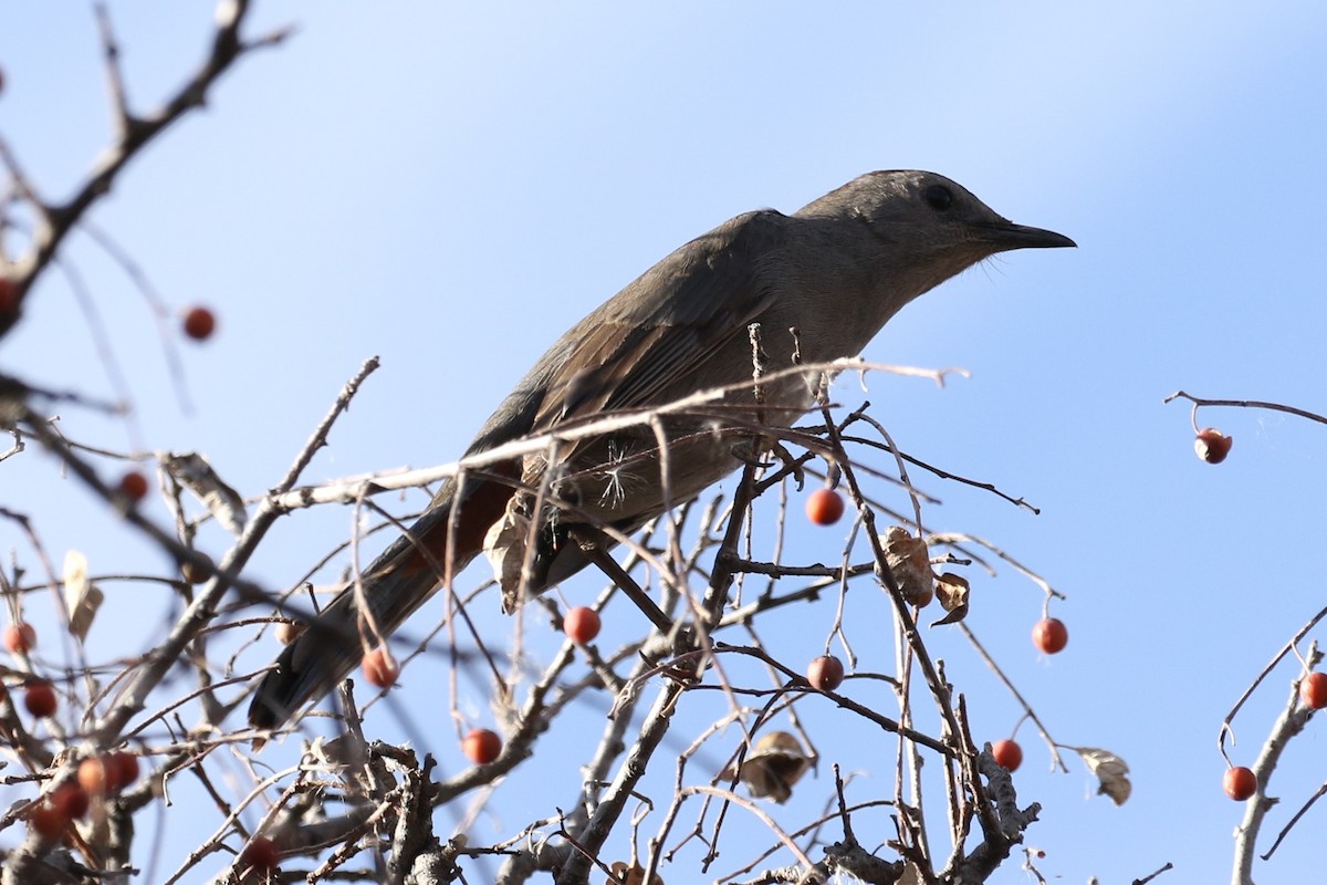 Gray Catbird - Bob Friedrichs