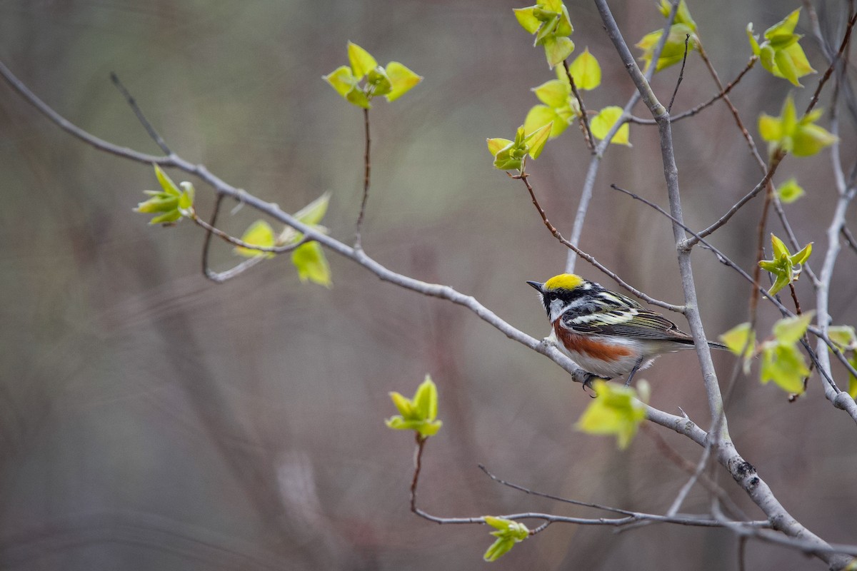 Chestnut-sided Warbler - ML452558571