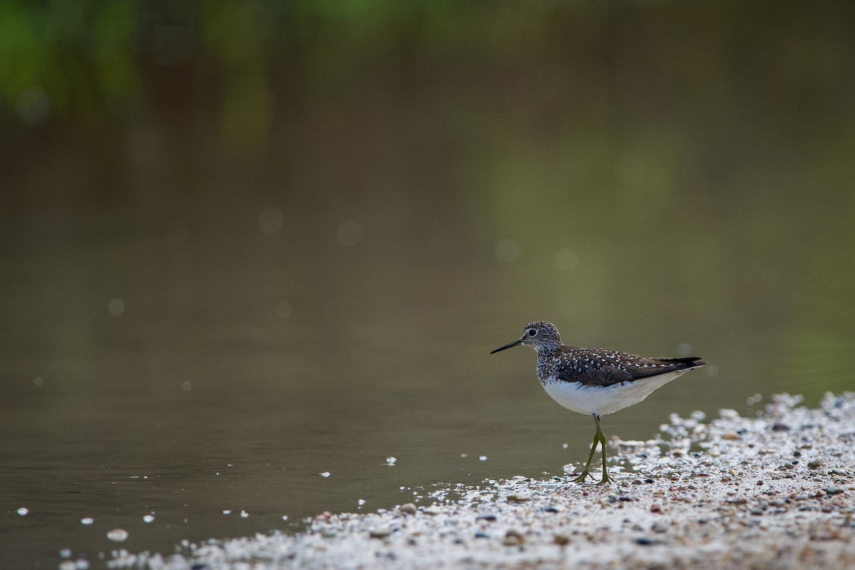 Solitary Sandpiper - ML452558741