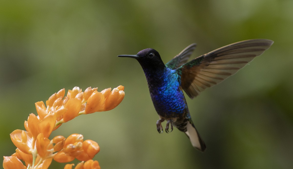 Velvet-purple Coronet - carlos vasquez