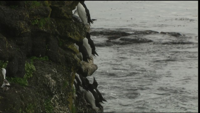 Thick-billed Murre - ML452561